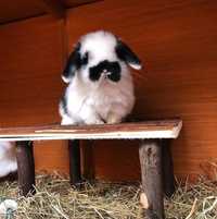 KIT Coelhos anões orelhudos, mini lop lindíssimos e muito dóceis