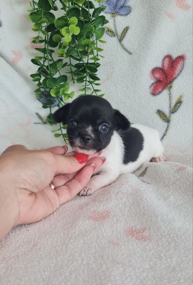 Excelente menino chihuahua/chiuaua linhagem Russa.Qualid