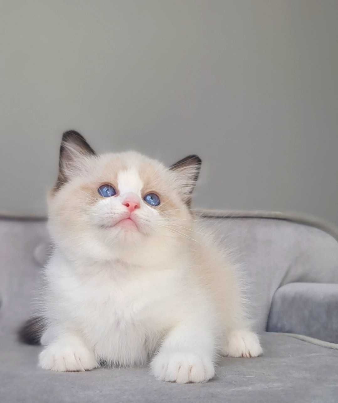 Kocurek Ragdoll Seal bikolor