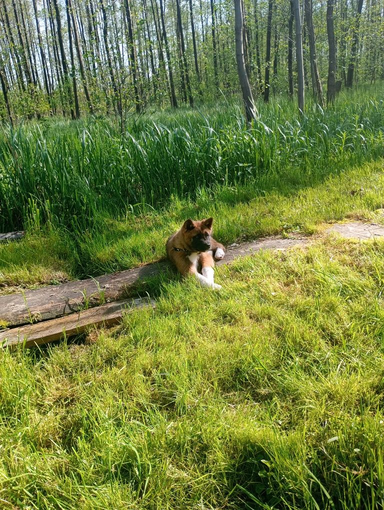 Akita Amerykańska suczka