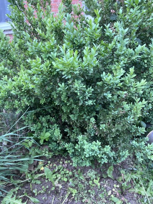 Самшит разные размеры