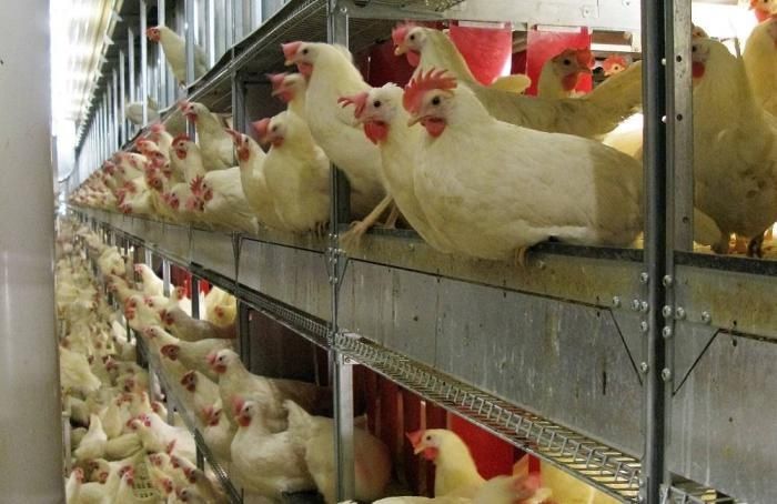 Kury Nioski Leghorn Kępno