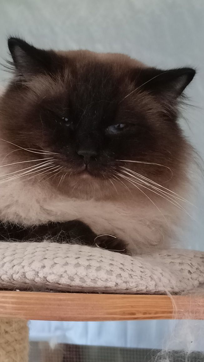 Ragdoll kocurek pohodowlany