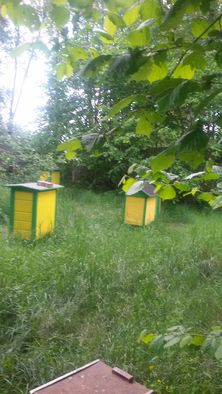 Pszczoły z ulami, ule warszawskie zwykłe z nadstawką