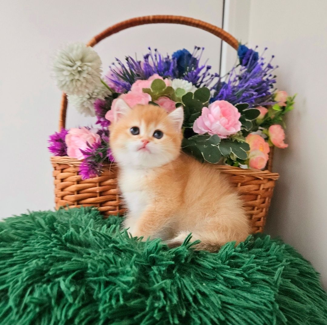 Золотая британская шиншилла кот котята котик хлопчик шоколадного