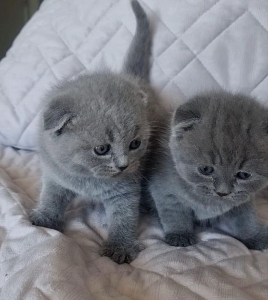 gatinho scottish fold