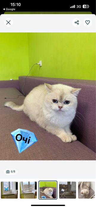 Шотландський котик