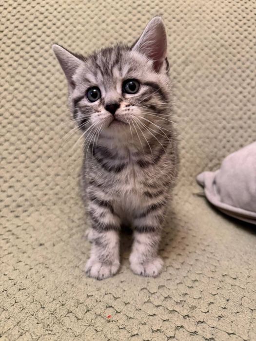 Scottish Fold and Scottish Straight