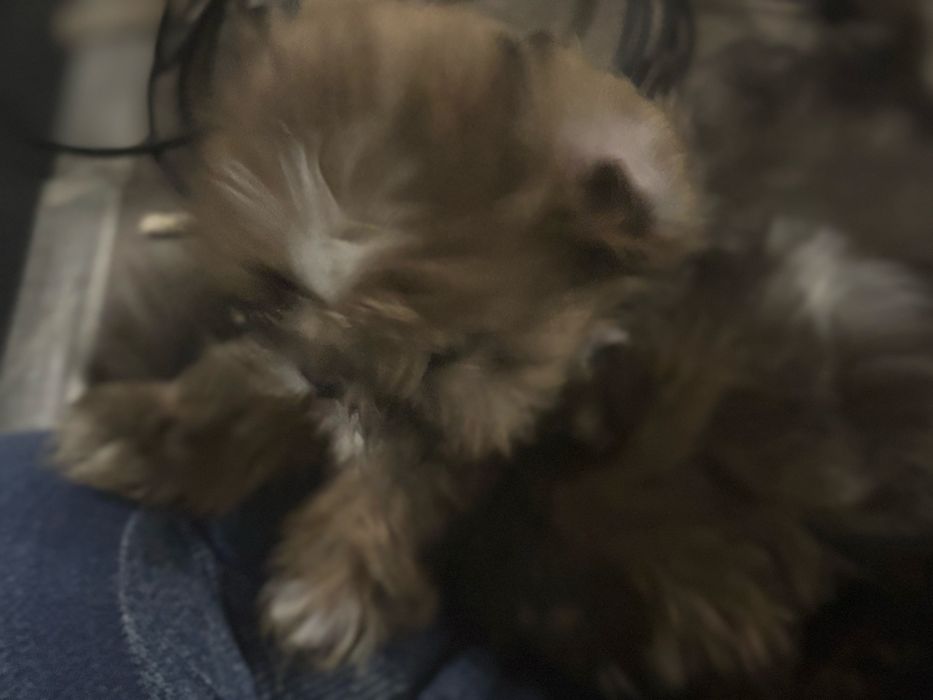 Shih tzu menina com pais com lop