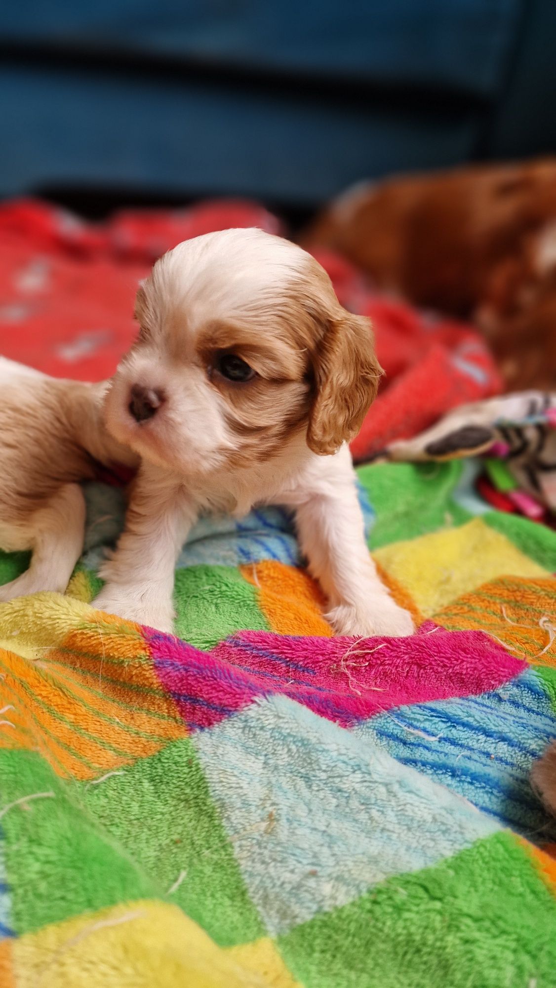 Cavalier King Charles Spaniel FCI