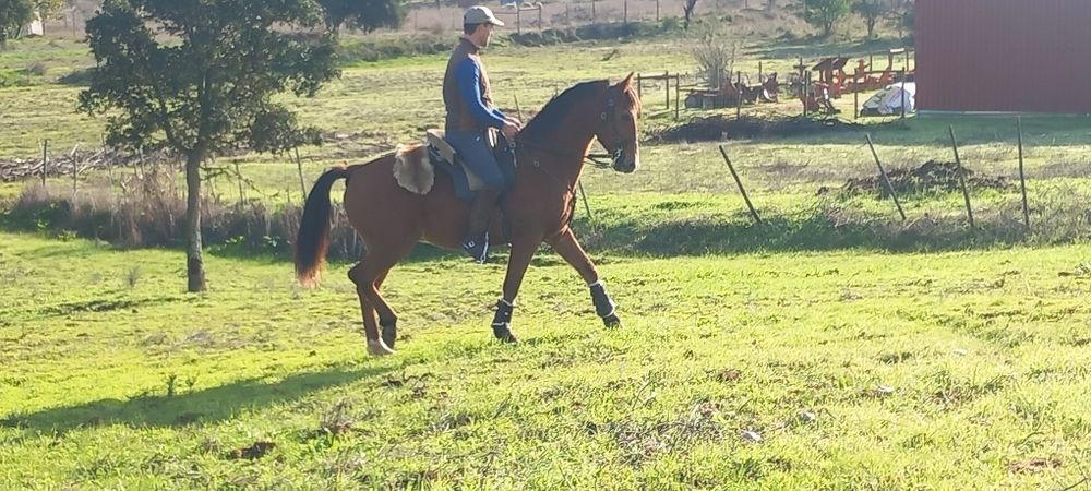 Cavalo castrado bem montado muito mansinho ideal para qualquer pessoa