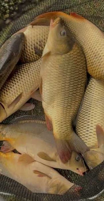 Продам живу рибу короп амур