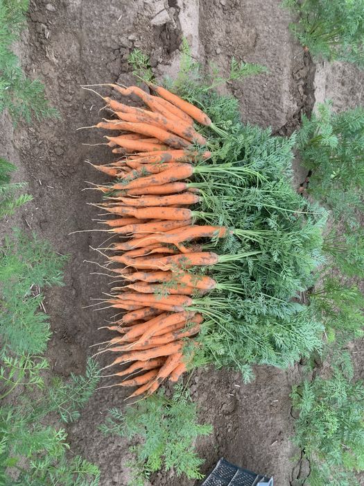 Marchew jadalna, sortowana,marchewka kopana na bierząco