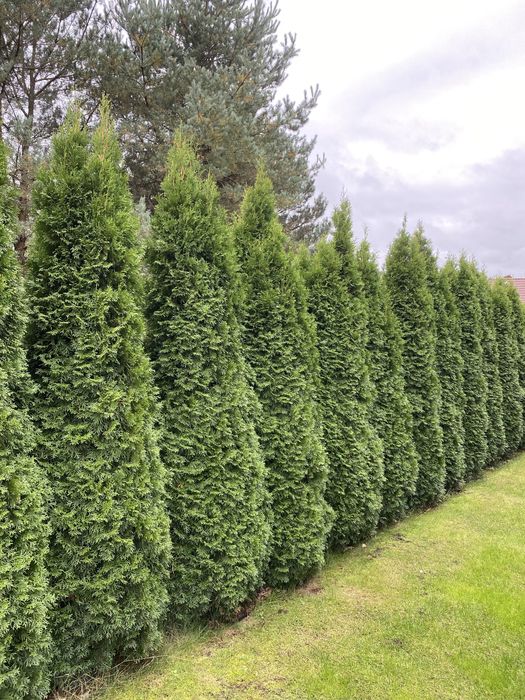 Tuje szmaragdy 2,5-3m
