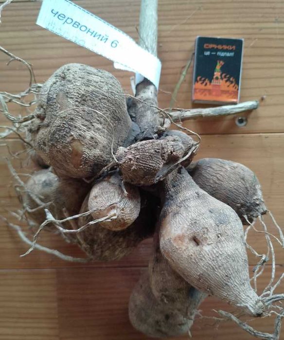 жоржини/георгіни (білі і червоні)