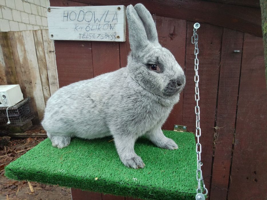 Samica wielki jasno srebrzysty wjs rodowód