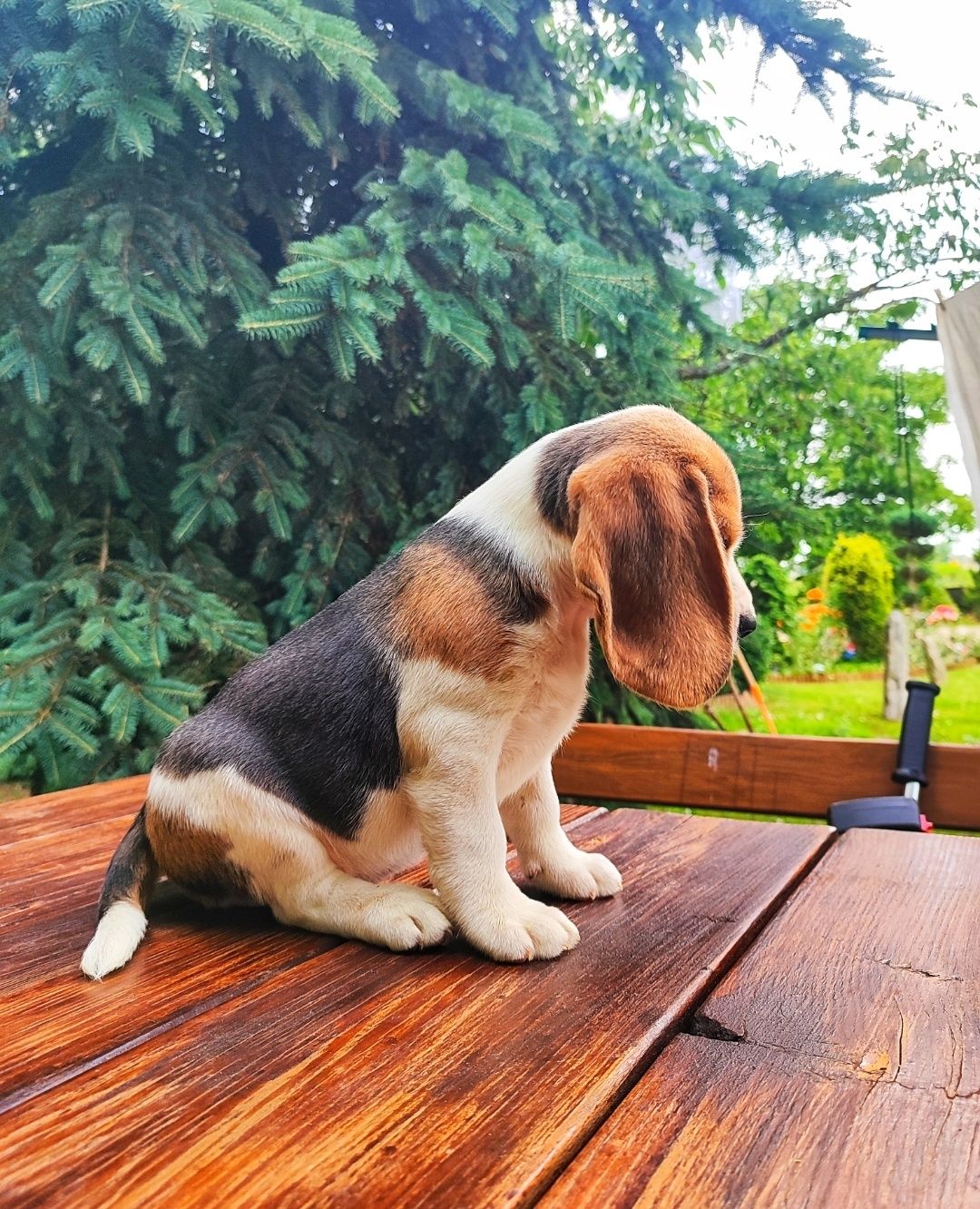 Śliczne Beagle Tricolor z Rodowodem SWKIPR