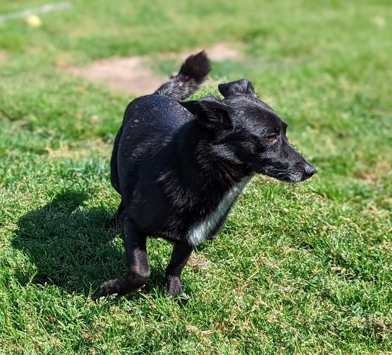 Zaginął pies mały czarny w białe kropki