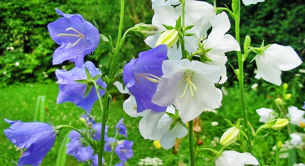 Продам квіти - дзвіночки