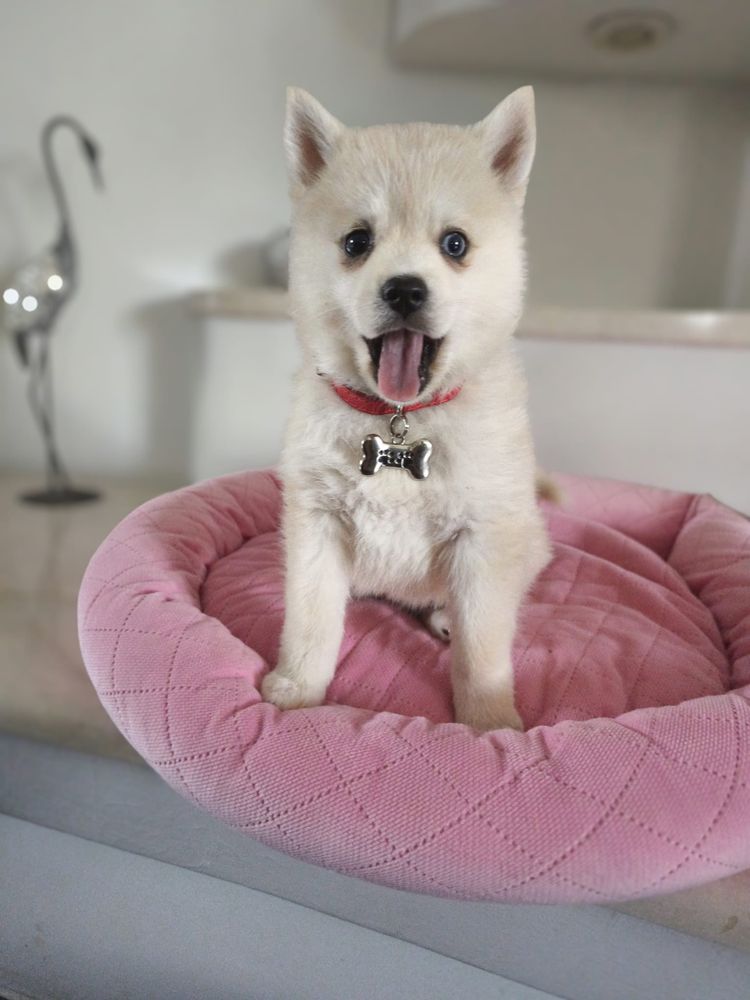 Suczka Pomsky (Mini Husky)