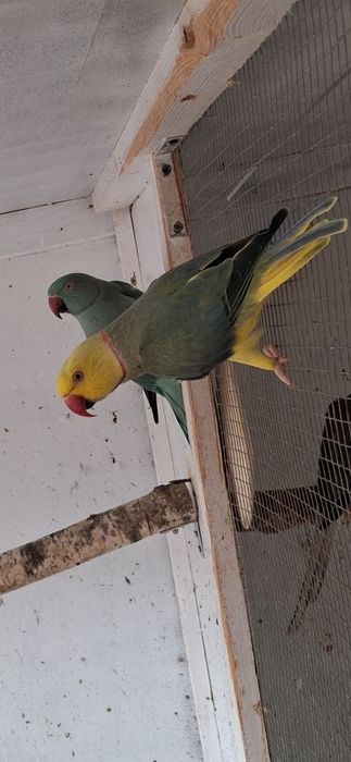 Aleksandretta aleksandretty