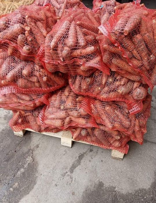 Kapusta krojona / w główkach