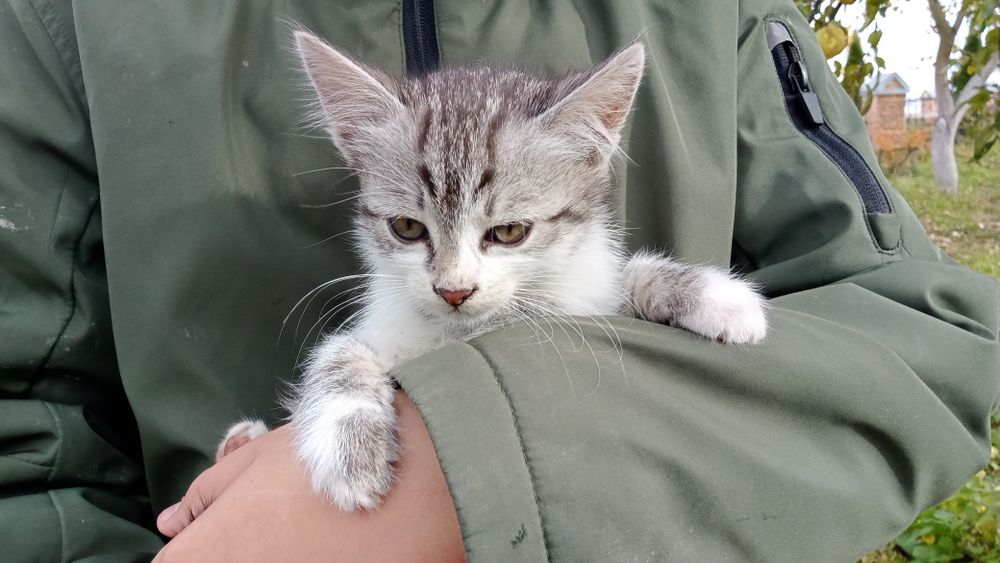 Кошеня в добрі руки