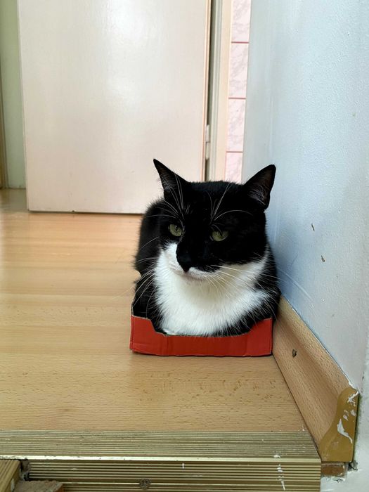 Spinek – idealny kot, który kocha ludzi szuka domu - kocur do adopcji