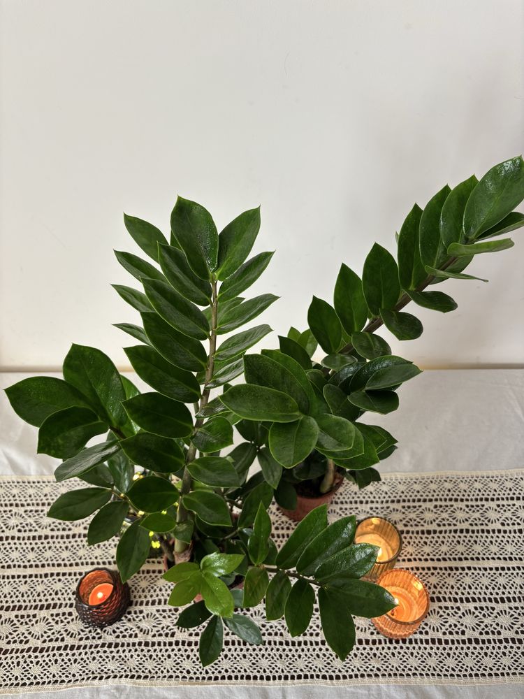 Zamioculcas/Заміокулькас