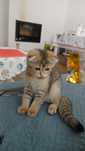 Fêmea scottish fold Golden.