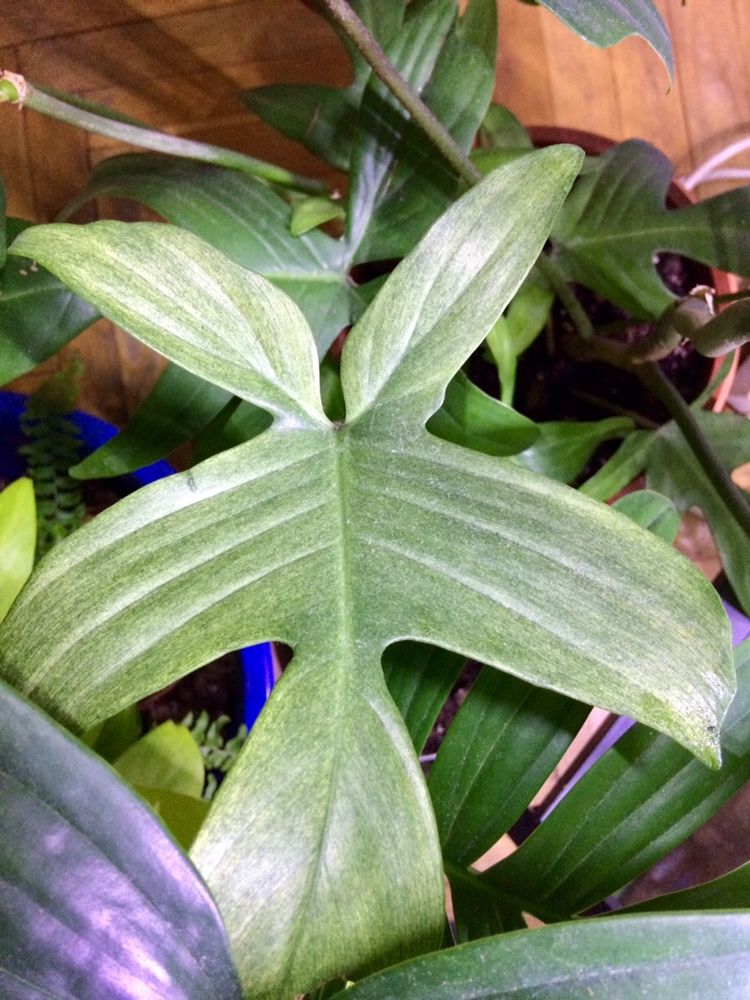 Philodendron Florida Ghost