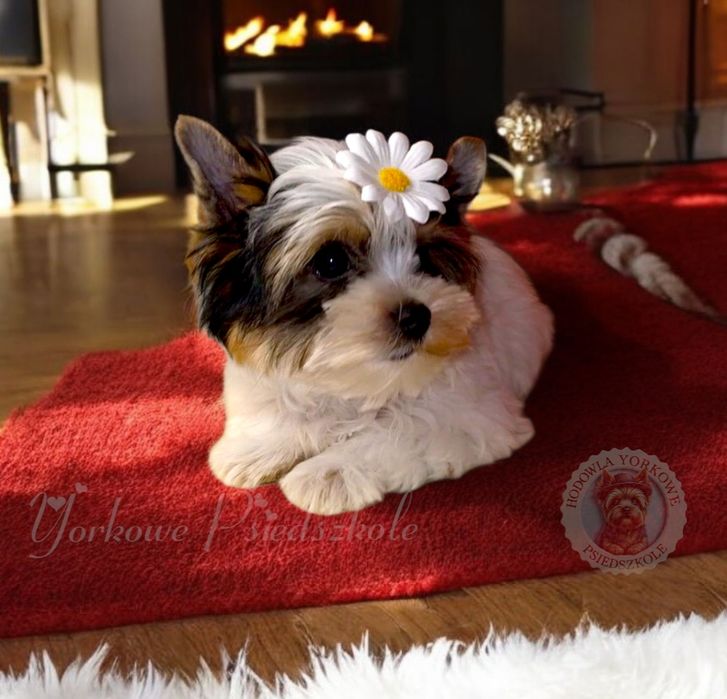 *Nie aktualne*Suczka mini xs Biewer Yorkshire Terrier