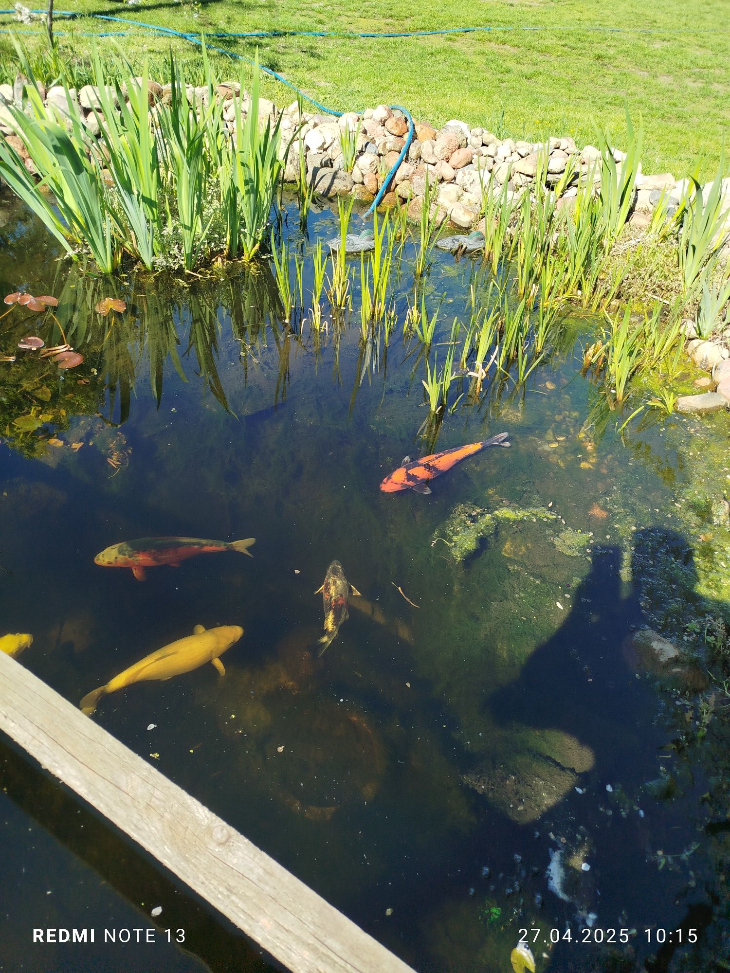 Karpie koi oryginalne