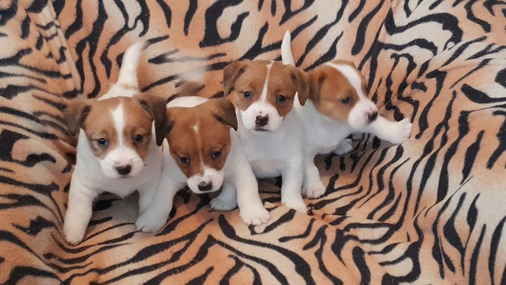Jack Russell terrier suczka