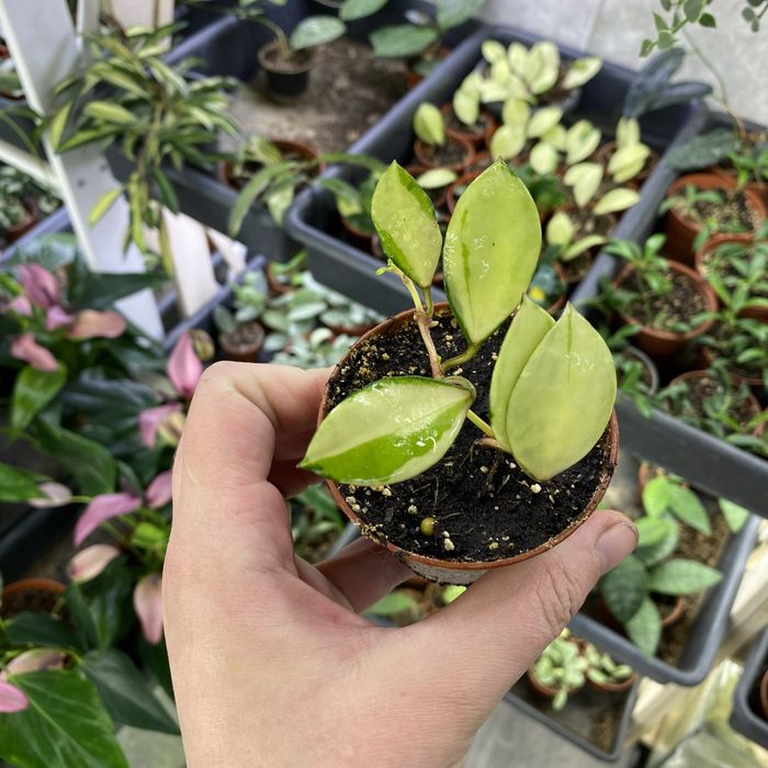 Хойя Hoya walliniana variegata