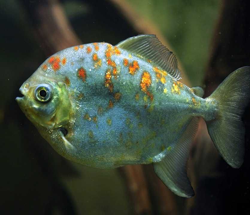 Myloplus rubripinnis - Myleus - XL - dowóz, wysyłka