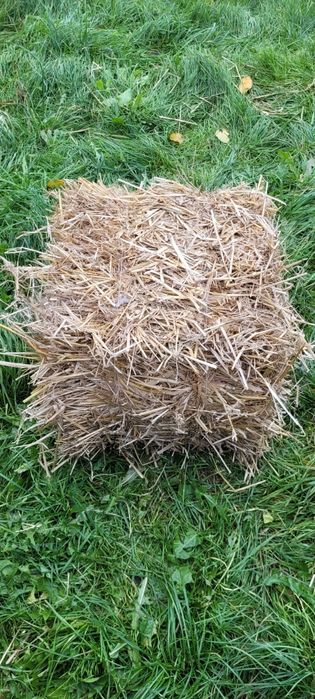 Słoma z pszenicy 2025