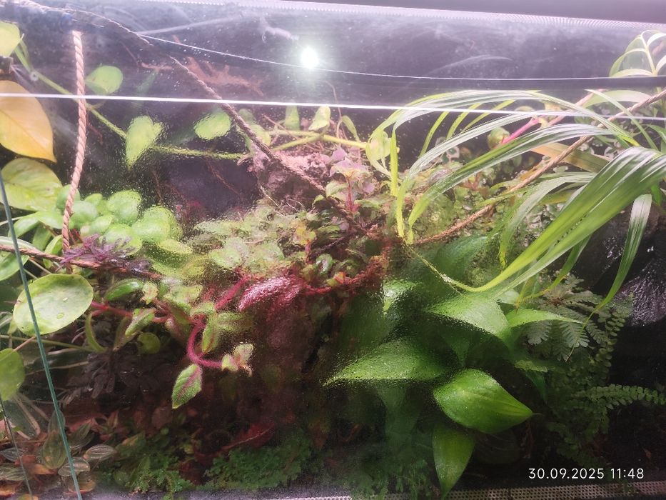 System zraszania do terrarium