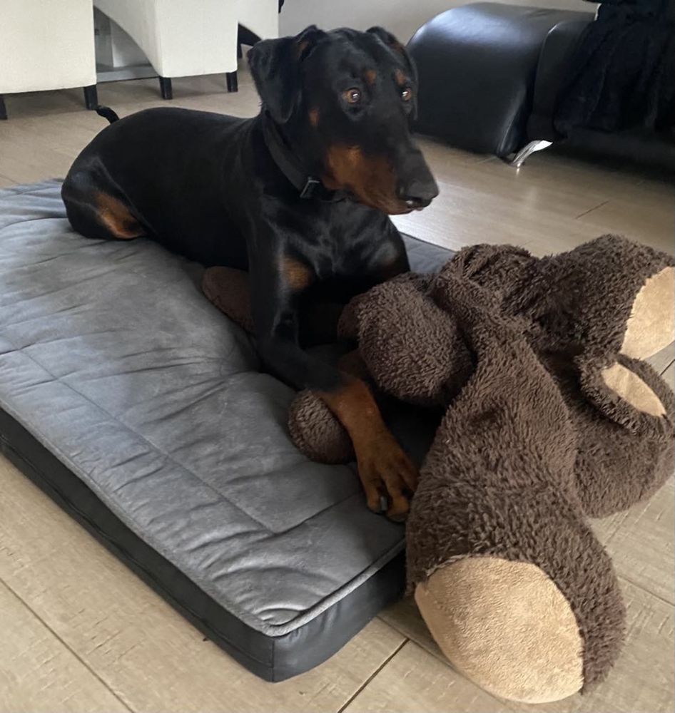 Oddam 3letniego dobermana