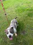 Suczka, Amstaff, 5 lat
