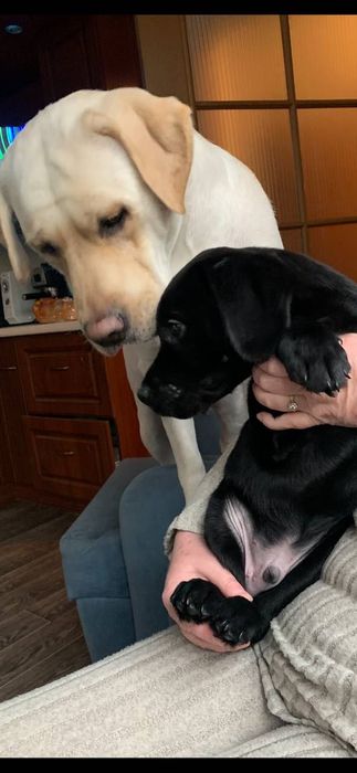 Лабрадор ретривер щенок цуценя