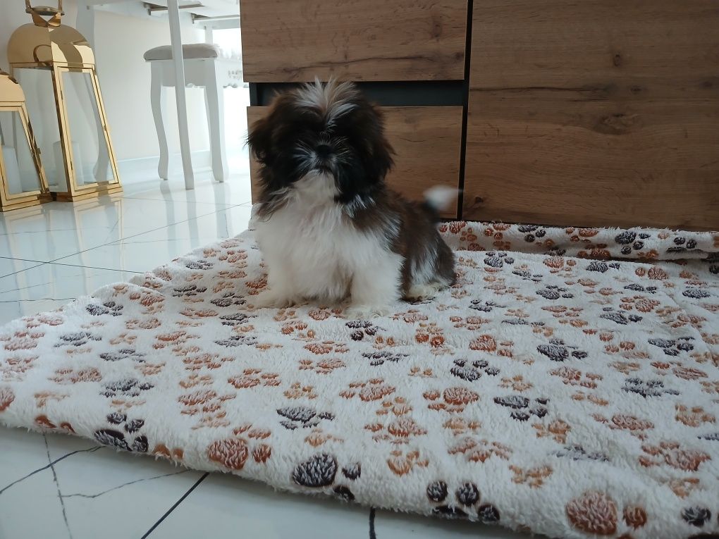 Piesek Shih-tzu z Rodowodem