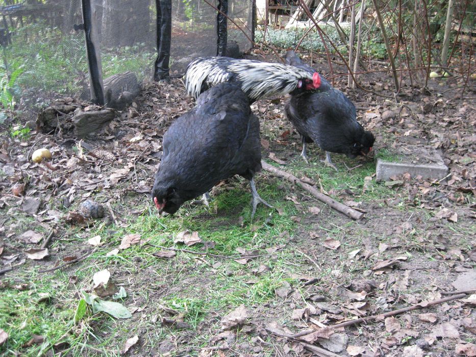 Kury ozdobne - Kogut i kurka araucana