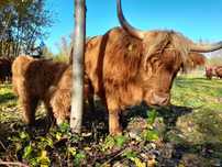 bydło szkockie HIGHLAND CATTLE jałówki/byczki