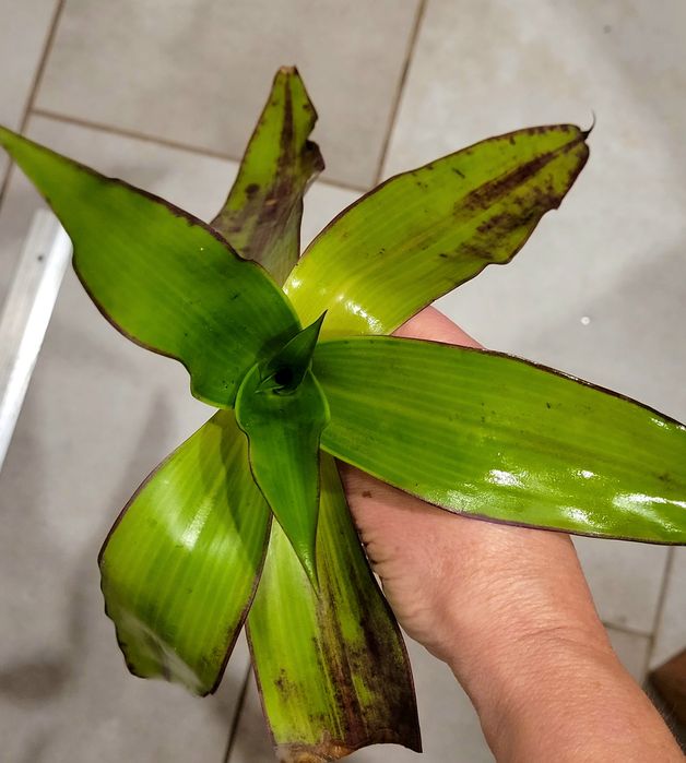 Złoty wąs - Callisia fragrans