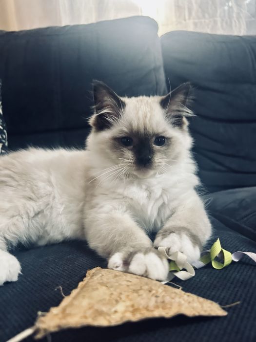 Kocięta kotka kocur Ragdoll FPL / FIFe