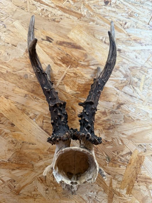 Na sprzedaż – trofeum myśliwskie parostki kozła