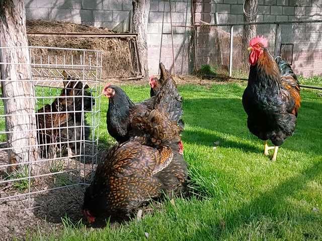 Яйце на інкубацію, Барневельдер: блакитноокаймленний, золото, срібло.