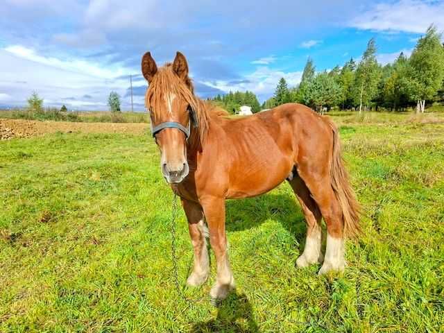 Sprzedam ogierka zimnokrwistego