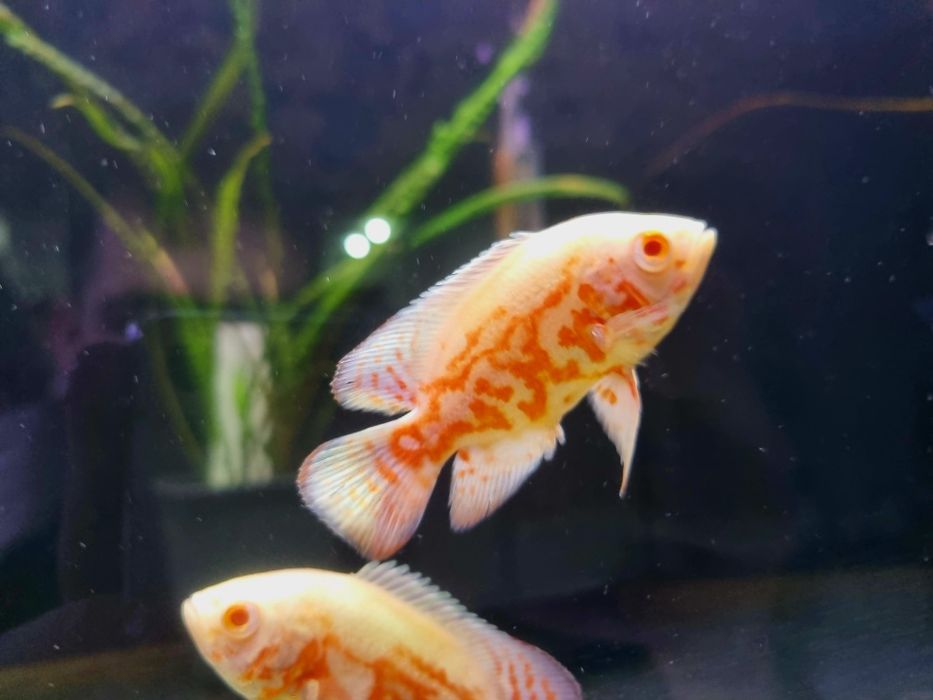 Pielęgnica pawiooka red Oscar albino